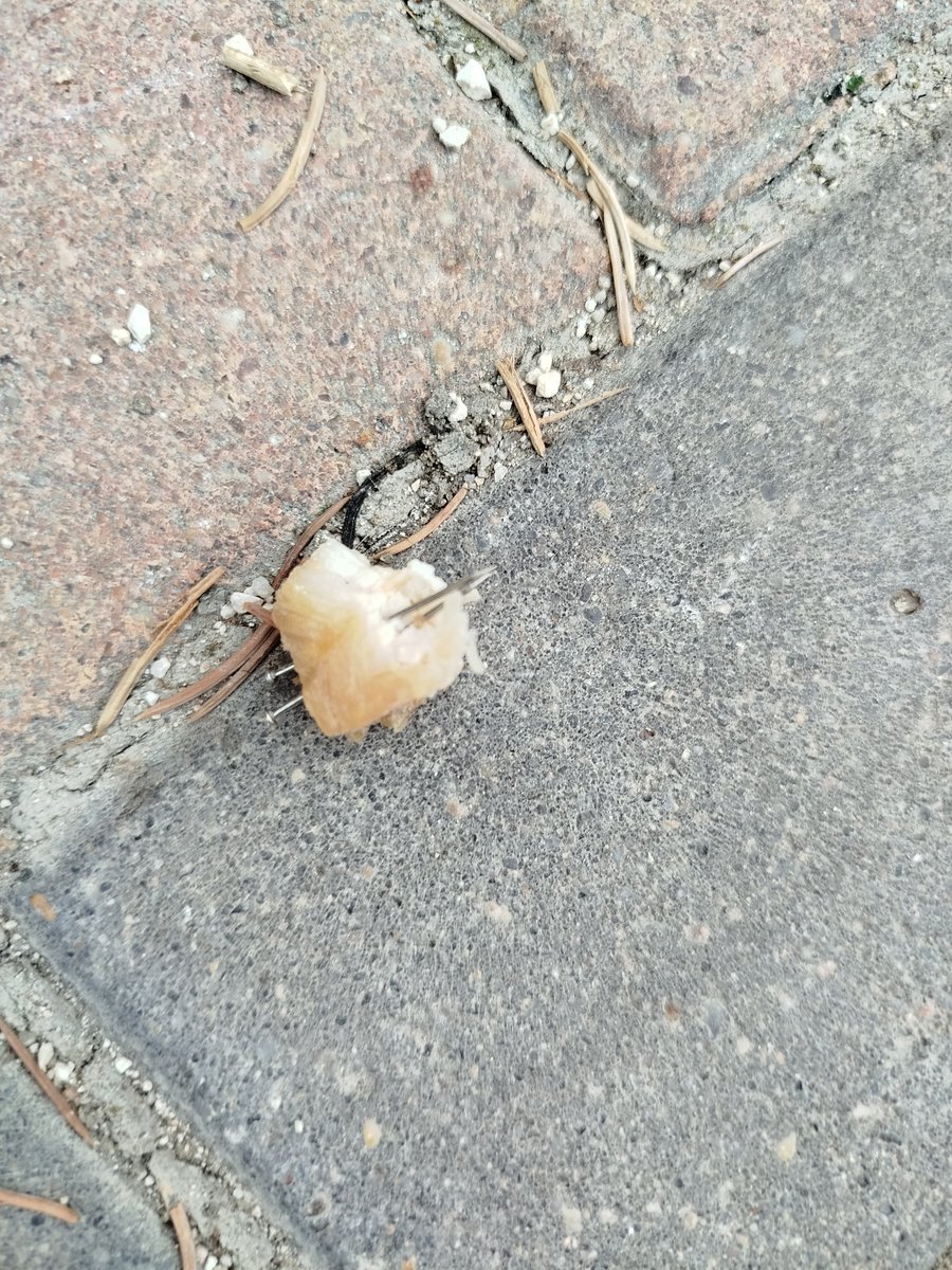 rugarsu's tweet photo. @PoliciaFuenla   por favor hay algún hijo de su put4 madre que está dejando esto en el paseo de Lisboa 19 a la altura del parquecito que hay donde las pistas.... Un poquito de vigilancia y mano dura... Gracias https://t.co/eIS6DJwumZ