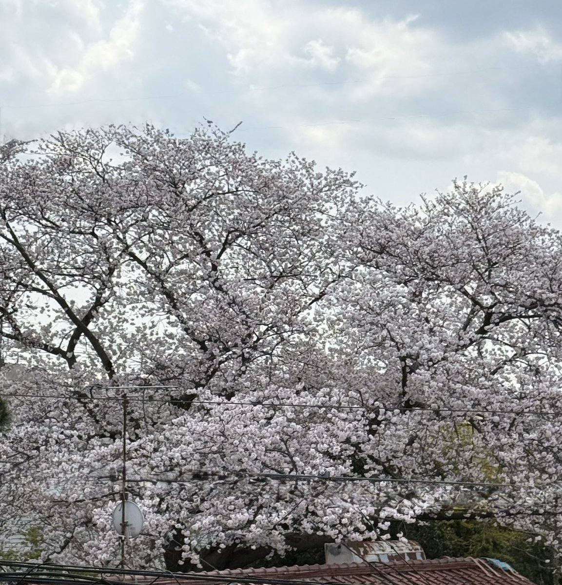 桜🌸キレイ😍
メジロもかわいい🩷　癒される〜🩷