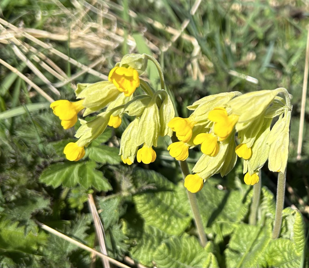 JenlimestoneJen's tweet photo. Beautiful Leeds ☀️ 
@KirkstallAbbey #leeds #kirkstall #bluebells 
Cowslips in Kirkstall Valley Nature Reserve. #cowslips https://t.co/3Cb3dF5Dp4