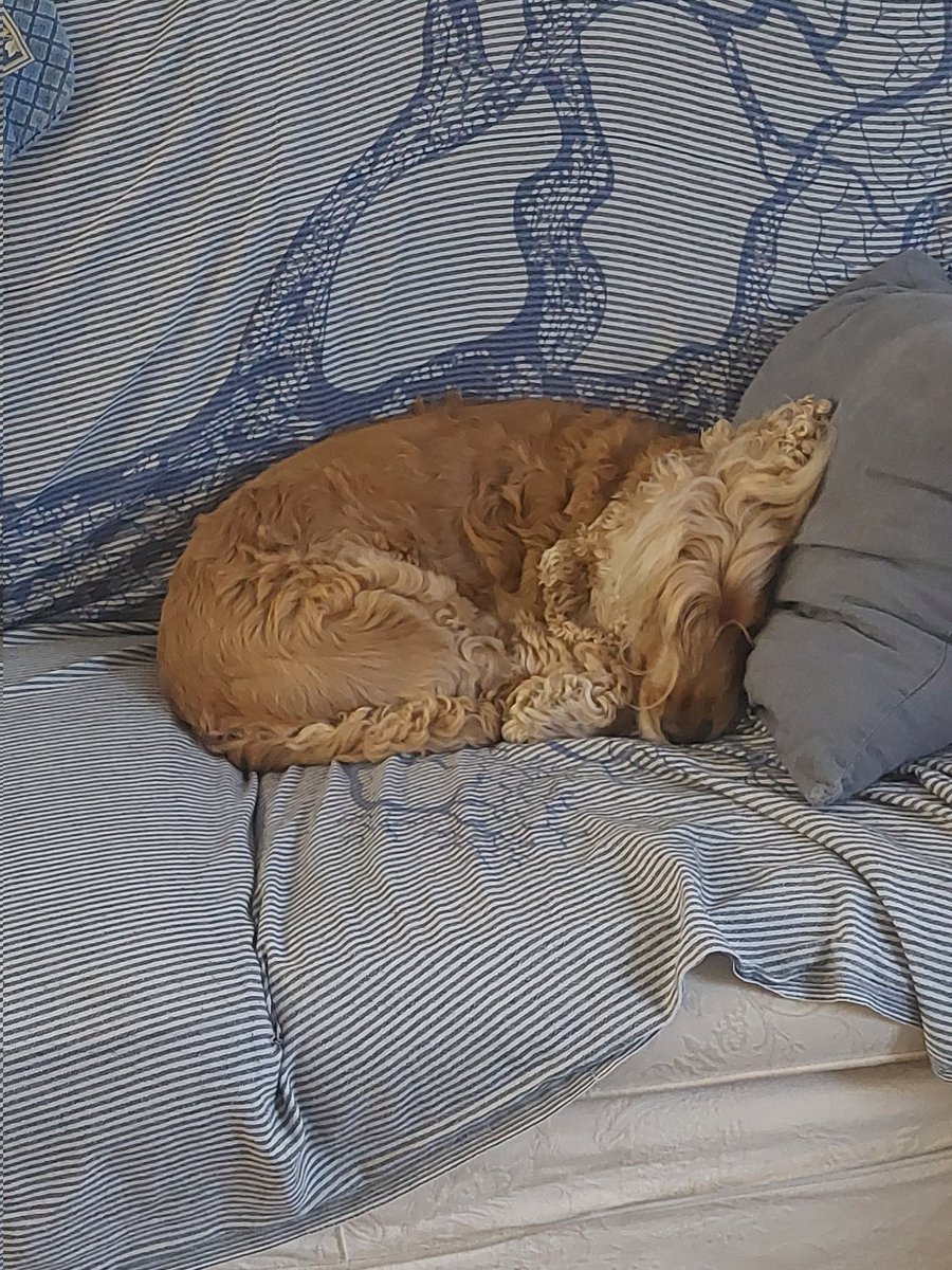 Prendi un cane. Starà sempre in smart working. LUI. 😂😍😂😍.
#cooper #cockerspaniel #cocker