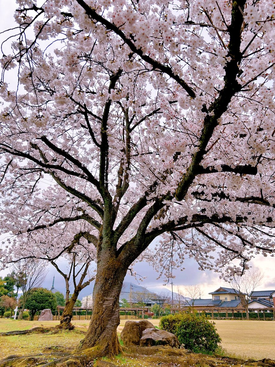 #紫式部公園 内にはあちこち点在するように
桜の木が植えられています🌸

桜の木を目印に公園内を
ぐるっと一周できました🚶‍♀️👞