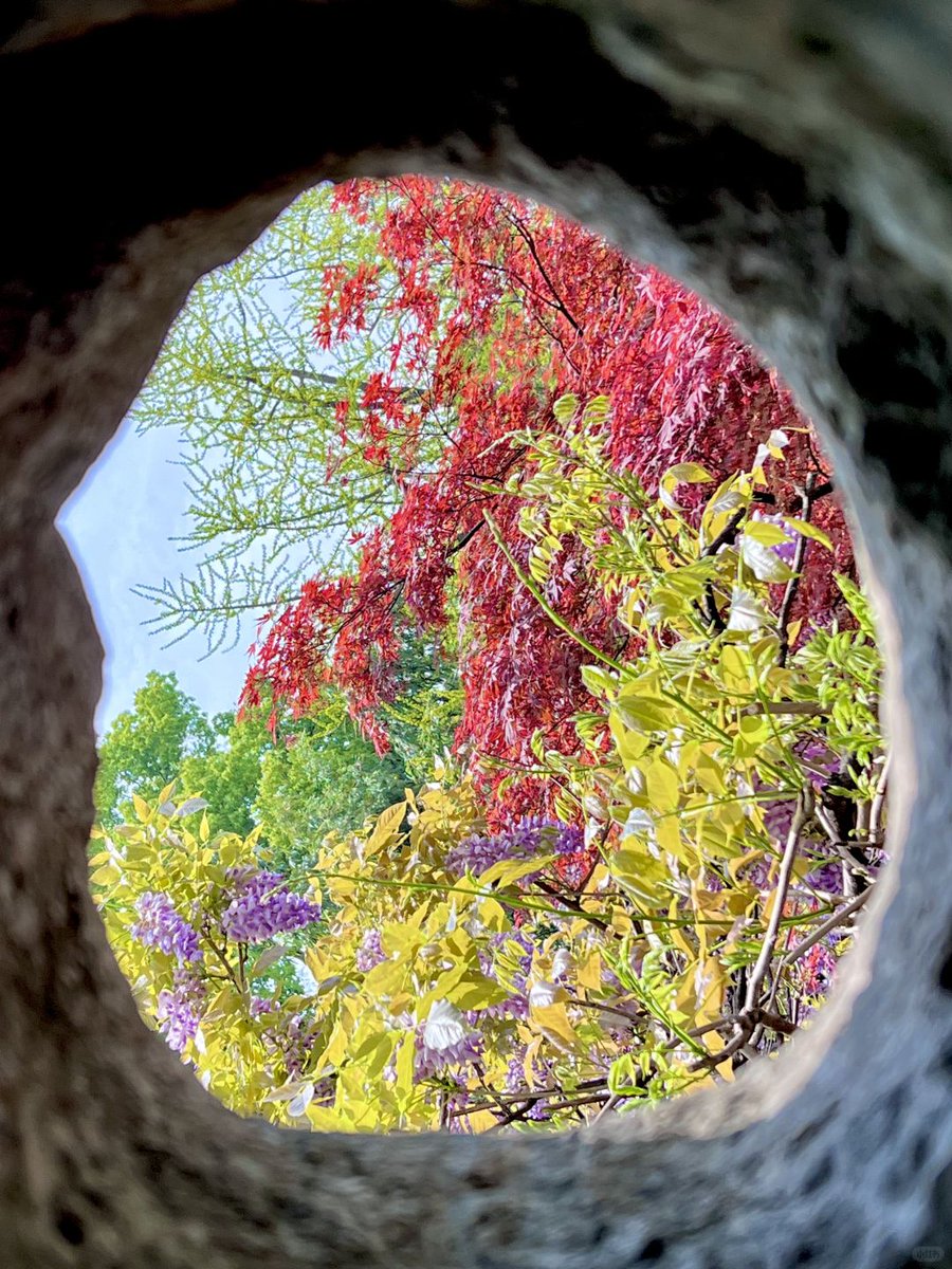 ZhengguanNews's tweet image. April in #Suzhou, China feels like walking through a painter’s palette, bursting with vibrant colors. 🎨🌸🌿#SuzhouGardens #SpringInChina #ChineseHeritage #GardenArt #ColorfulNature