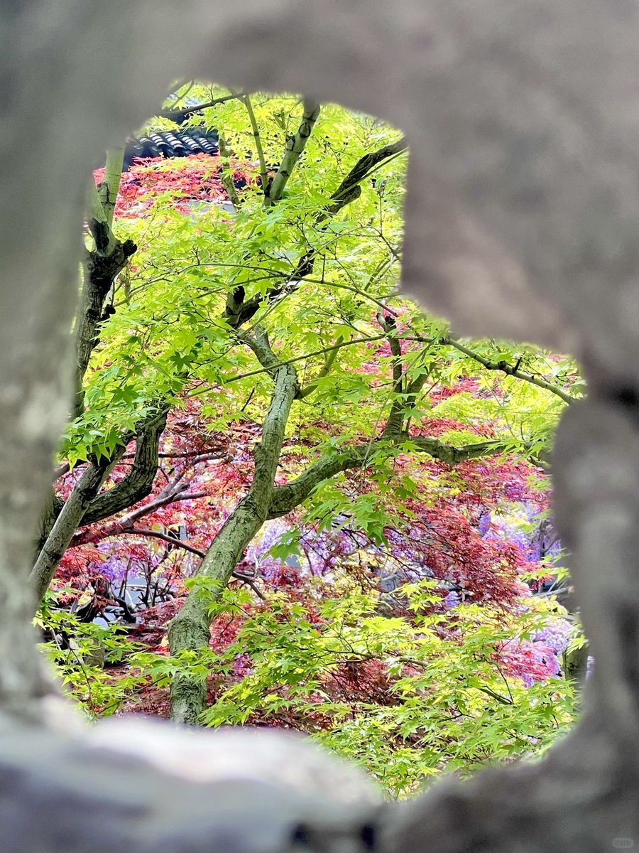 ZhengguanNews's tweet image. April in #Suzhou, China feels like walking through a painter’s palette, bursting with vibrant colors. 🎨🌸🌿#SuzhouGardens #SpringInChina #ChineseHeritage #GardenArt #ColorfulNature