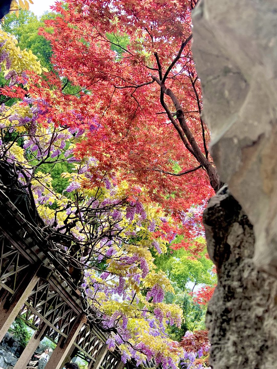 ZhengguanNews's tweet image. April in #Suzhou, China feels like walking through a painter’s palette, bursting with vibrant colors. 🎨🌸🌿#SuzhouGardens #SpringInChina #ChineseHeritage #GardenArt #ColorfulNature