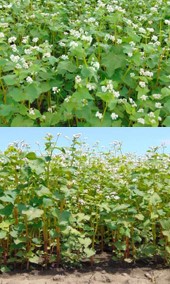 🌱 We're excited to unveil a new method to tackle the challenges of genotyping cross-pollinating species like Buckwheat and Lupin, replacing the need for 1.5 m² of greenhouse space!
Want to learn more? cropdiva.eu/sites/default/…
#ResearchImpactEU
#H2020
#H2020Cropdiva