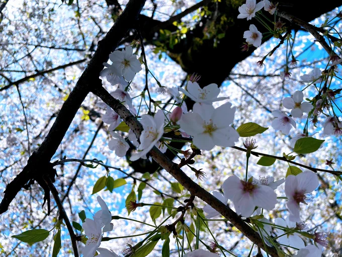 ギリギリ見れた桜春を感じるなぁ 