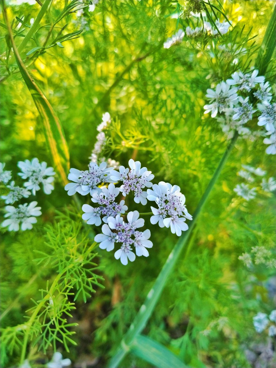 Aslam o Alikum 
#X Friends