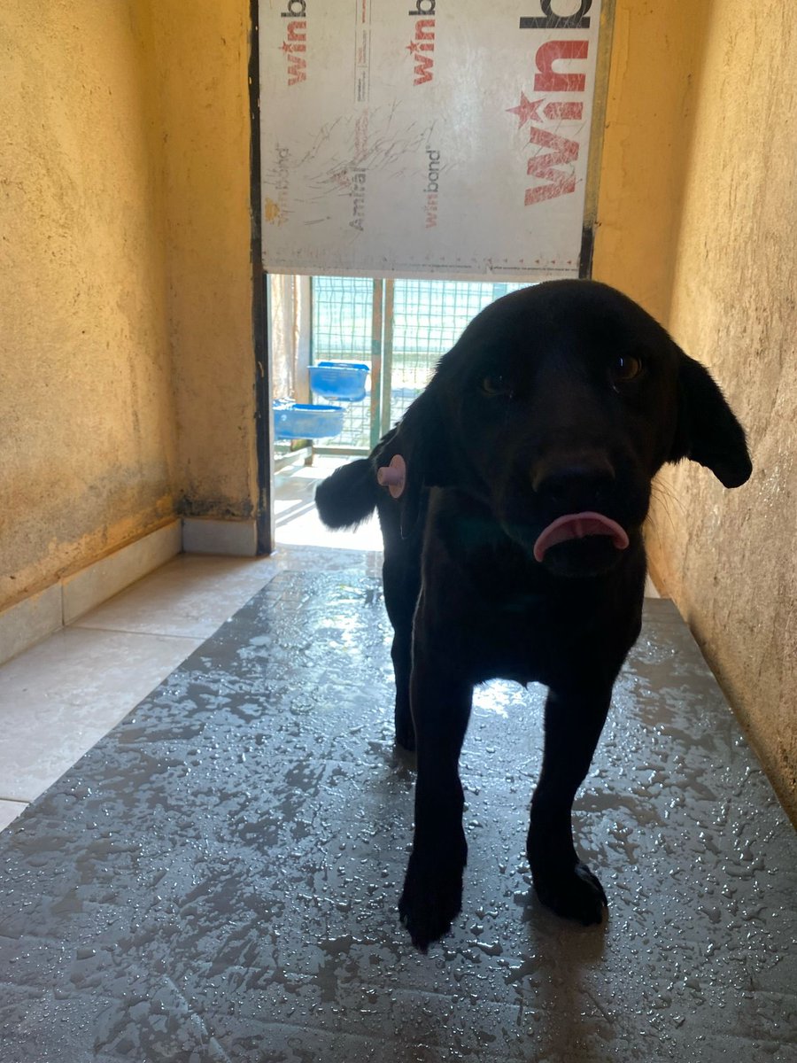 cattingwoman's tweet photo. Haftalık barınak ziyaretimizden yuva ilanı ile döndük
Sadece 7 kiloluk bu köpeğin barınakta yaşama şansı nedir sizce?
üreyim çiftliklerinden alınan köpeklerden hiçbir farkı yok, aksine daha muhtaç
acilen yuva arıyorum
şimdiden zayıflamaya başlamış bile
kısır, erkek
istanbul https://t.co/5L3XPlmQju