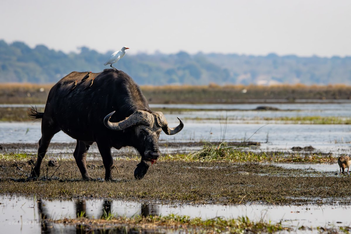 andbeyondtravel's tweet photo. A buffalo bull enjoying the abundance of the Chobe River.
----------
📷: Fernanda Fujisawa
📍: andBeyond Botswana Under Canvas
🌍: Botswana
----------
#andbeyondtravel #andbeyondsightings #WILDwatch #travelinspiration #traveldeeper #safari #wildlife https://t.co/Tx5zTl8Azt
