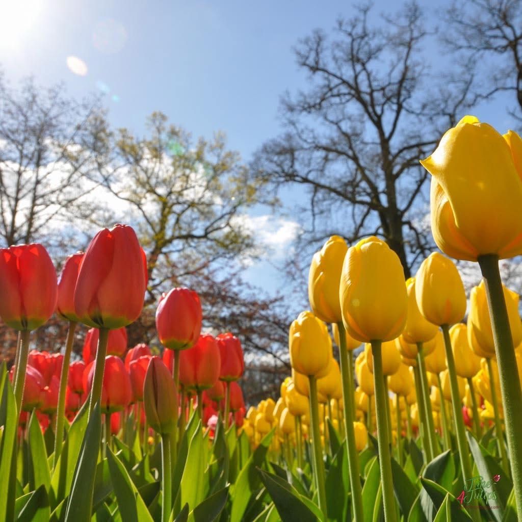time4tulips's tweet photo. 🌷Tulips
#time4tulips #flowerpicture #flowerphotography #tulipsofinstagram #ilovetulips https://t.co/NIqZ5n1C3H