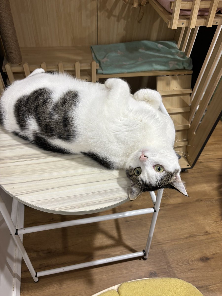 purrsandbeansnz's tweet photo. Elsa purrrfectly demonstrating that nearly Friday feeling 😸🐾 😍 #thursdayvibes #nearlyfriday #fostercat #rescuecat #relaxedcat #contentedcat #9livesorphanage #purrsandbeans https://t.co/poyh3jVYZK