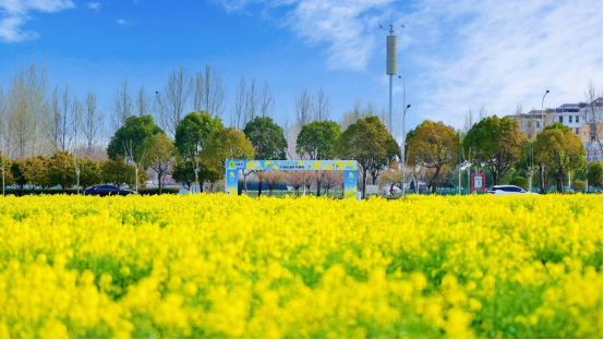 ImHuaiAn's tweet photo. 🌾 April's golden wave of blooms rolls across #Huaian! Thousands of acres of rapeseed flowers ripple with silken softness, where shattered sunlight dances on every petal—even the distant city's steel outlines melt into a gentle golden haze. 🌞🌆 #HuaiAnBlooms #GoldenSpring https://t.co/zrYrdrNG1j