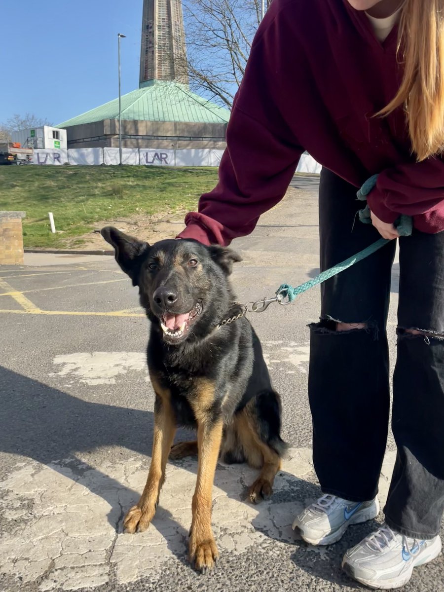 PLEASE SHARE: This adorable dog, a possible German Shepherd mix, has wandered onto our Middleton Campus this morning.

He’s being looked after by our Animal Care team, but we're trying to trace his owners.

If you're his owner or recognise him, please contact us on 0161 643 7560.