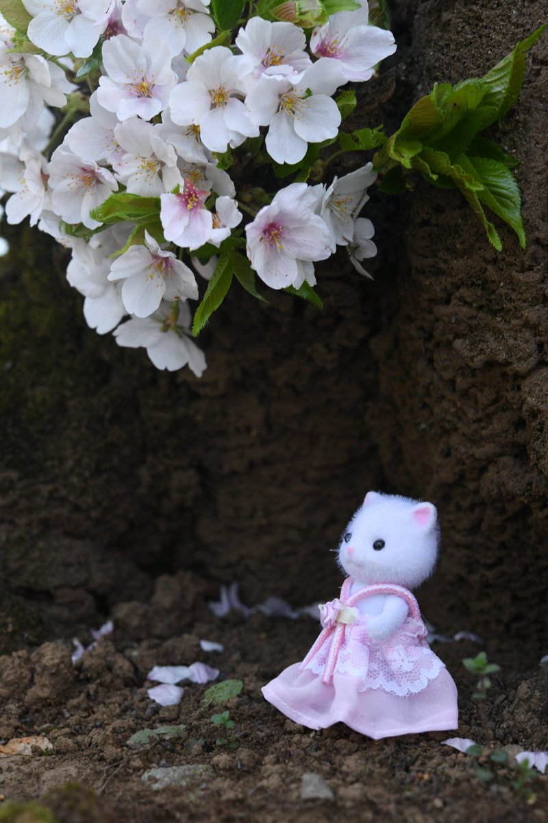 phtna16's tweet photo. D850 60mmm f8
#シルバニアファミリー https://t.co/CBdk4VsvZ2