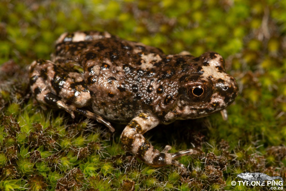 Cacosternum cederbergense - Cederberg Dainty Frog or Cederberg Caco. From Kllipfontein Farm, Western Cape. tyroneping.co.za/amphibians-of-…