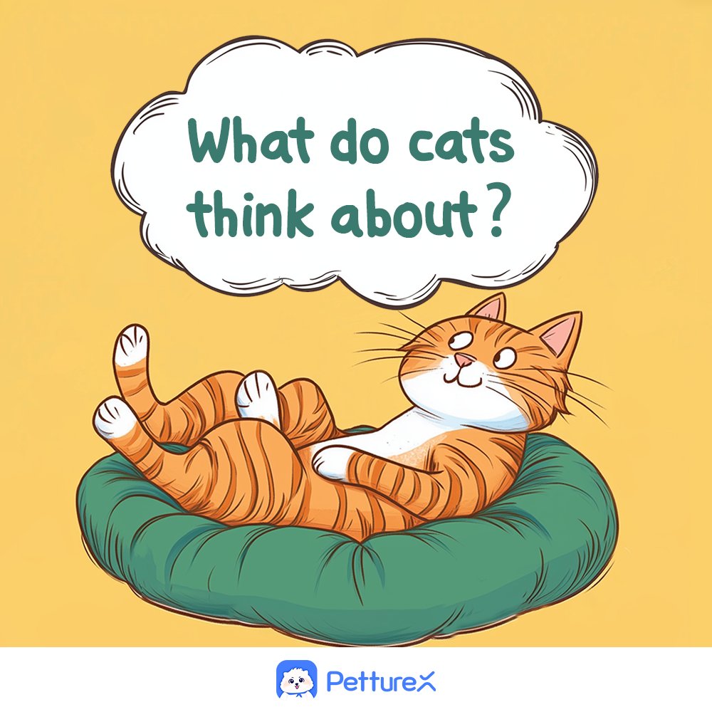 amyalice94's tweet photo. What dominates a cat's thoughts? 🧠 Food? Naps? Plotting? The existential dread of the vacuum cleaner? 🤔
Honestly, it's prob a chaotic mix of demanding snacks 🐟, locating sunbeams ☀️, judging our life choices 👀, and planning when to randomly sprint across the house at 3 AM. 💨 https://t.co/1w96I2EnMZ