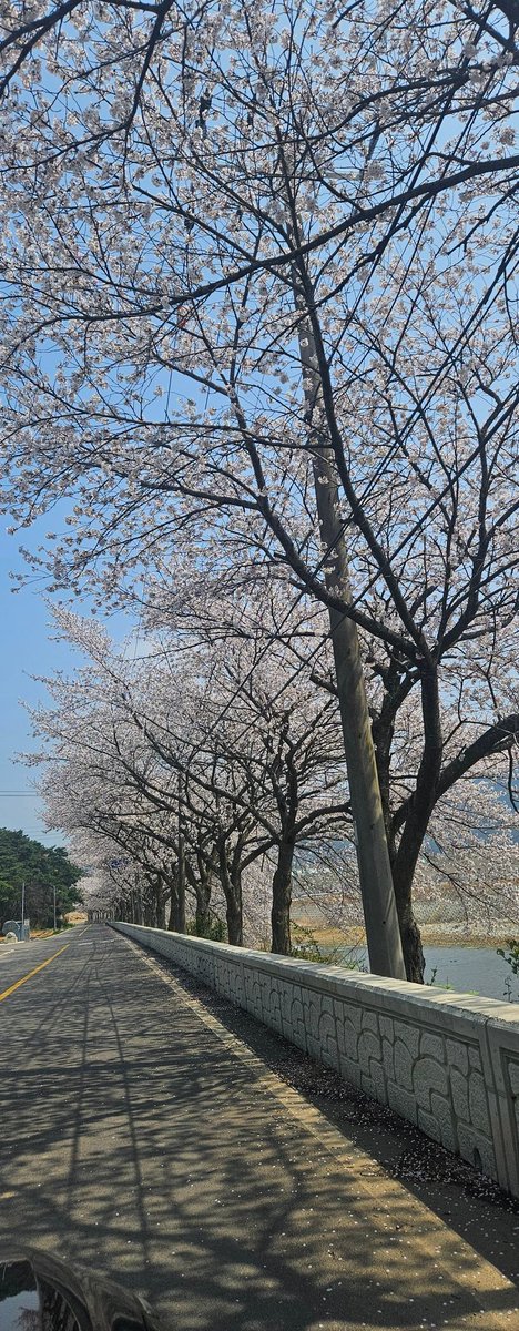 cine0311's tweet photo. 바쁜시기에 손이 부족하여
직접 출장 가면서
그동안 어려운 시기에 일이
있음을 감사하며
여유없이 앞만보고 달렸는데
출장 가는길에 벗꽃핀길을
지나면서 작은 여유를
가져보네요.
잠깐이지만 행복함을
느껴보고 다시 현실로 ^^ https://t.co/S3VM3F2x59