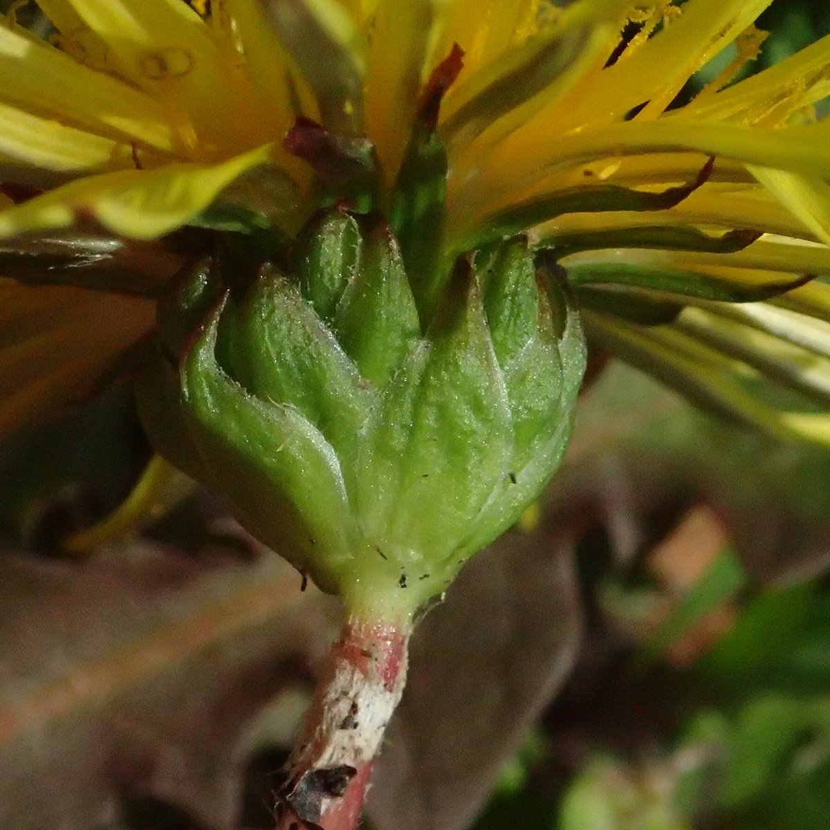 #カントウタンポポ（キク科）
タンポポの花は数あれど、本種にはなかなか出会えない。見つかると嬉しい。