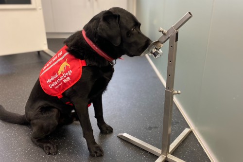 University of Bristol (@bristoluni) on Twitter photo Our researchers show "optimistic" medical detection dogs perform better in detection tasks, while "pessimistic" dogs excel in scent specificity.🐕🦺
These insights could help improve training & selection of detection dogs. <a href="/MedDetectDogs/">Medical Detection Dogs</a>
➡️ brnw.ch/21wRTYJ Our researchers show "optimistic" medical detection dogs perform better in detection tasks, while "pessimistic" dogs excel in scent specificity.🐕🦺
These insights could help improve training & selection of detection dogs. <a href="/MedDetectDogs/">Medical Detection Dogs</a>
➡️ brnw.ch/21wRTYJ