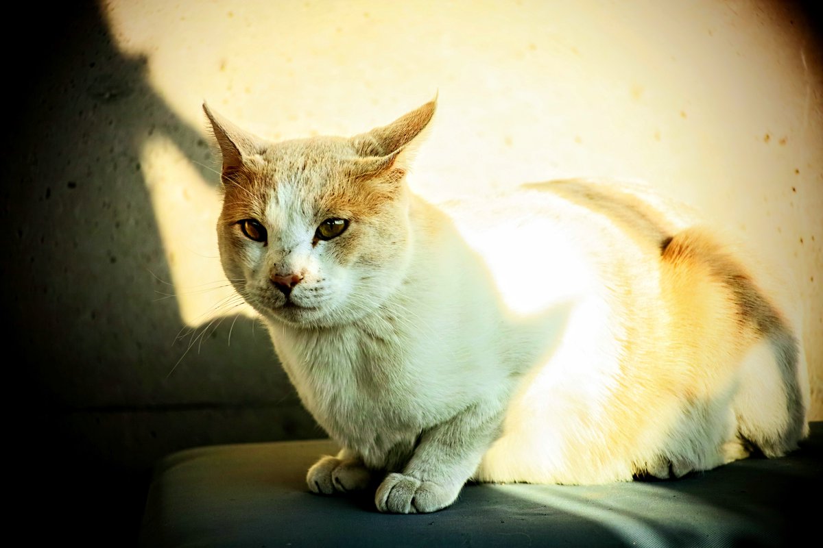 ring (@ring04) on Twitter photo 