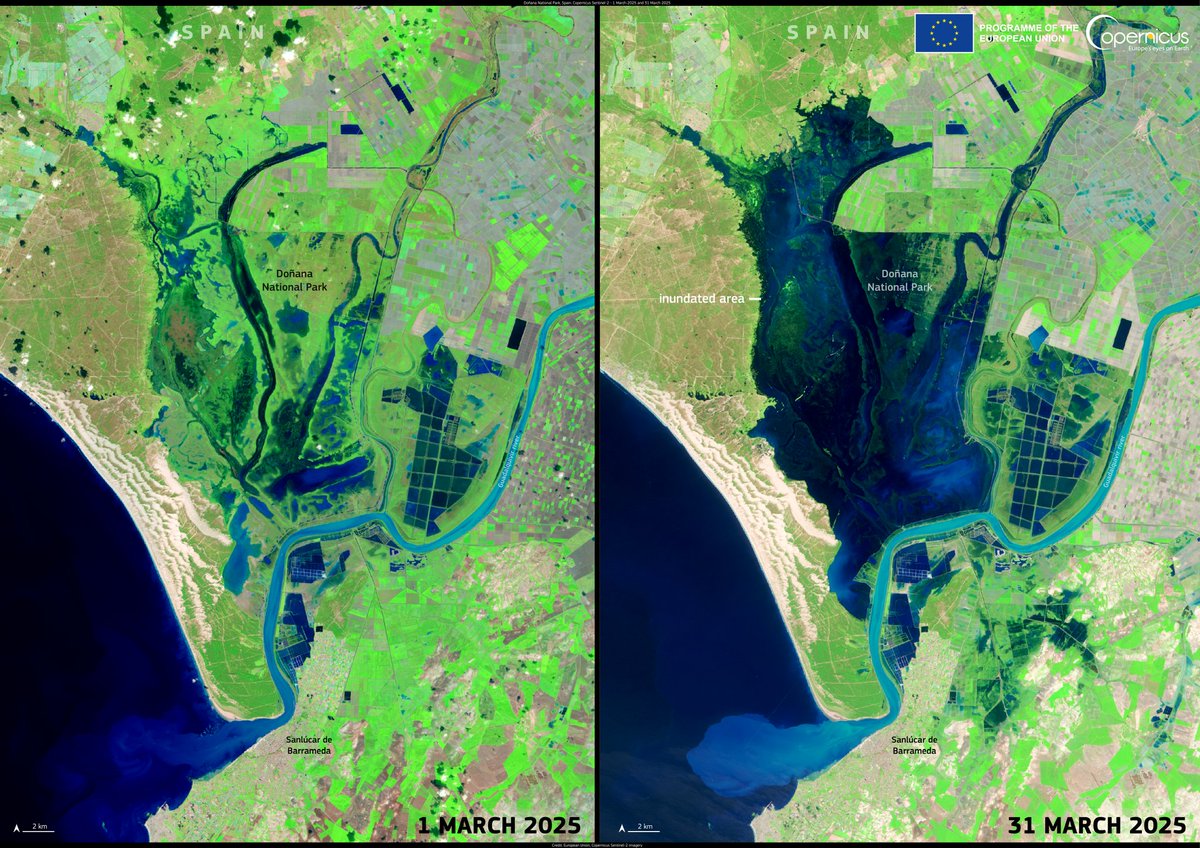 In March 2025, intense rainfall reshaped Doñana's marshes in Spain. 

#Sentinel2 images below show a dramatic rise in flooding over the month - the park’s biggest hydrological recharge in over a decade. 

Find out more:
copernicus.eu/en/media/image…