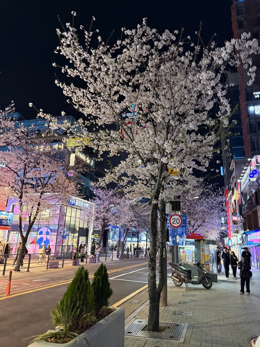 friendalee93's tweet photo. เดินเล่นชมซากุระกลางคืน สถานีชินชน (Sinchon Station) 
🌸มีอุโมงค์ซากุระยาวกว่า 1 กิโลเมตร ให้เดินชมดอกไม้สีชมพูสวย ๆ ตอนกลางคืนมีไฟถนนส่องตลอดทาง ทำให้บรรยากาศดูอบอุ่นมากขึ้น
#SinchonStation #ซากุระโซล #เที่ยวเกาหลี #SeoulSpring #ซากุระเกาหลี #ถ่ายรูปซาก��ระ #รีวิวเกาหลี https://t.co/UmSXEJPNM7