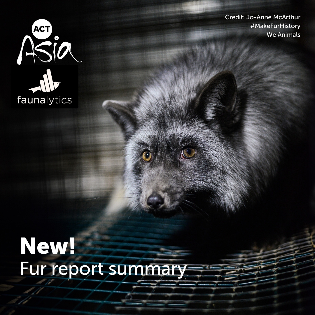 Tweet_ACTAsia's tweet photo. New!
Our friends at @faunalytics have published a summary of the ACTAsia fur report.
"Why the fur trade in China is declining"
Read here: https://t.co/8nUkJQ5UN3
#CrueltyFree #MakeFurHistory #ACTAsia https://t.co/5NCrHcmSCQ
