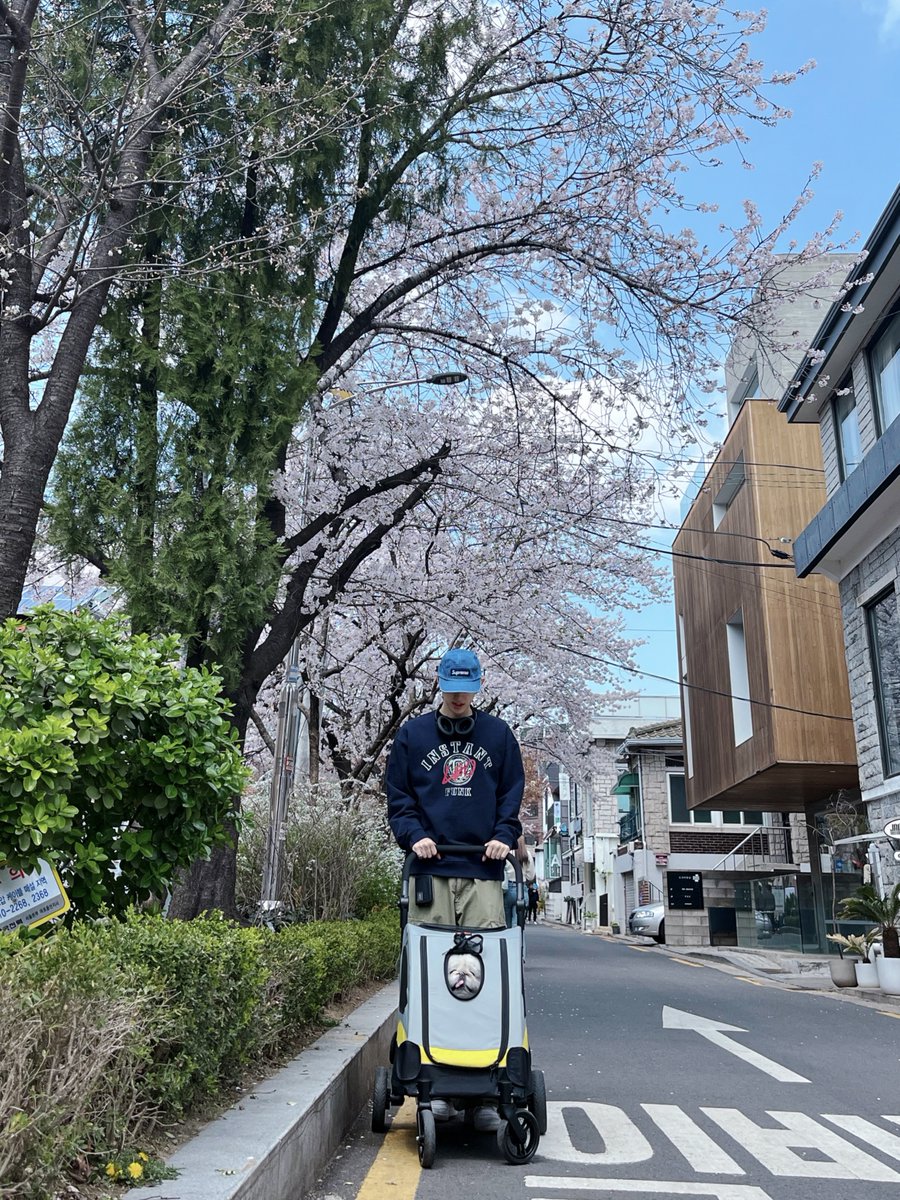 MontOfficial's tweet photo. [📷] 

봄 봄 봄 봄이 왔어요🌱
뿌딩이랑 벚꽃 구경 중🌸❤️
민트도 같이 가자~!

#빛새온 #뿌딩 #몬트 
#BITSAEON #PUDING #MONT https://t.co/jtjTTgvAZz