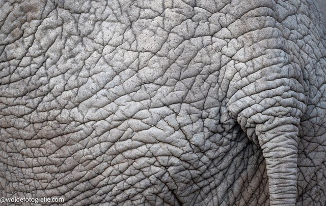 jackvdwolde's tweet photo. Hiding, Eye &amp; Skin https://t.co/1WD5ldtzb7