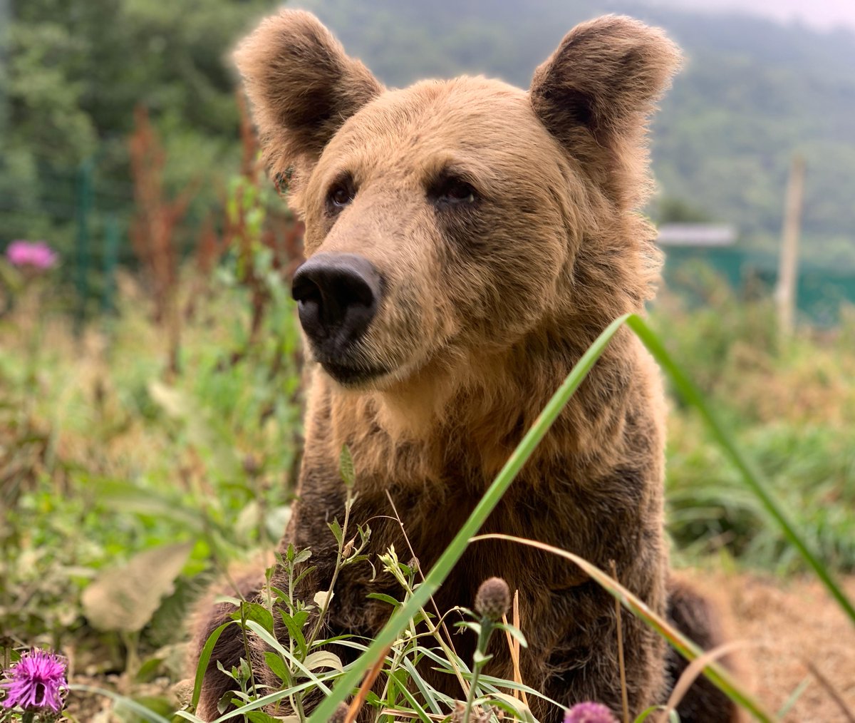 fundacionosoast's tweet photo. 🐻Paca y su hermana #Tola, fallecida en 2018, son ya el emblema de la lucha contra el furtivismo y de la recuperación de la especie. Desde la Fundación Oso de Asturias continuaremos velando por la preservación del hábitat osero. https://t.co/3WoBcsSB1Z
