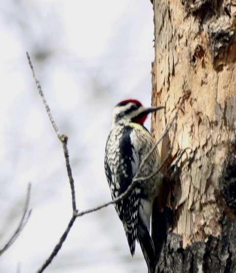 CatharineYogi's tweet photo. Welcome back! A Yellow Bellied Sapsucker at the popular Maple tree, in the mid morning sunshine β€οΈ #sapsucker #yellowbelliedsapsucker #birds #birdphotography #BirdTwitter #TwitterNatureCommunity #TwitterNaturePhotography β€οΈ https://t.co/Qxoa5X4pbi