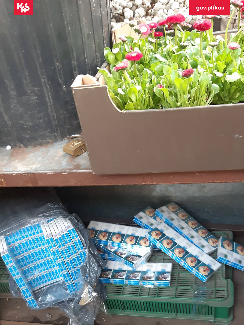 KAS_Poznan's tweet photo. Funkcjonariusze SCS z @KAS_Poznan w ostatnim tygodniu ujawnili 22 tys. sztuk papierosów, 2 kg tytoniu i 9 litrów alkoholu bez polskich znaków akcyzy na targowisku miejskim w Kaliszu. W wykryciu kontrabandy pomógł pies służbowy Panda z #PsyKAS.
Więcej: https://t.co/e5go4Vggit https://t.co/BrPtnni7vd