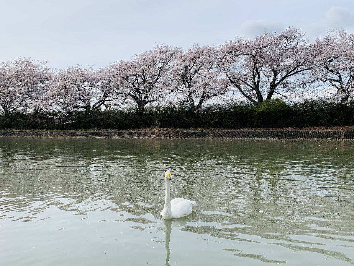 ttokoy's tweet photo. 桜は晩春の季語、白鳥は晩冬の季語。
そして写真は、今朝見た景色。

生成AIを使ったワケではなく、ガチ。
なので、発句できませんでした。

気候変動で白鳥の体内時計が狂ったか？
それともロシアに帰りたくないのか？
いずれにしても尋常ではない様ですね…

寒・暖・寒　暖・寒　ダンカン馬鹿ヤロー https://t.co/CPoqIWbVAa