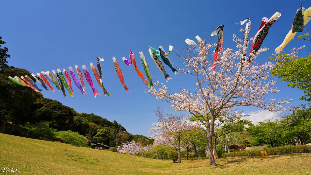 monster636ninja's tweet photo. 静岡県御前崎市下朝比奈の
あらさわふる里公園へ
染井吉野を見に行ってきました
満開に咲き誇った園内には
鯉のぼりが心地よさそうに
春空を泳いでいました🌸🎏 https://t.co/xvdsk4JsKX