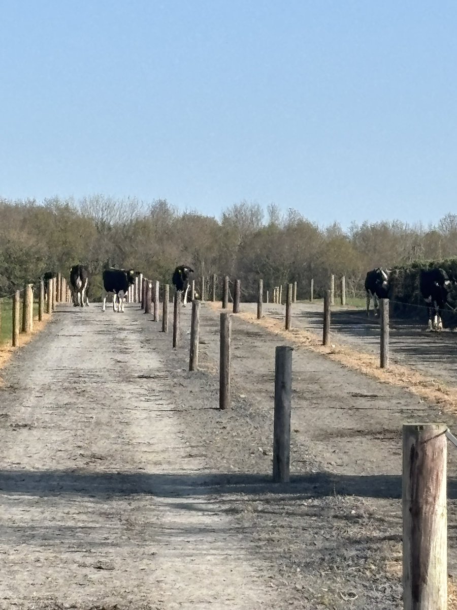 Not a cloud in the sky, ABC lanes all occupied and no congestion. Happy cows and happy farmer