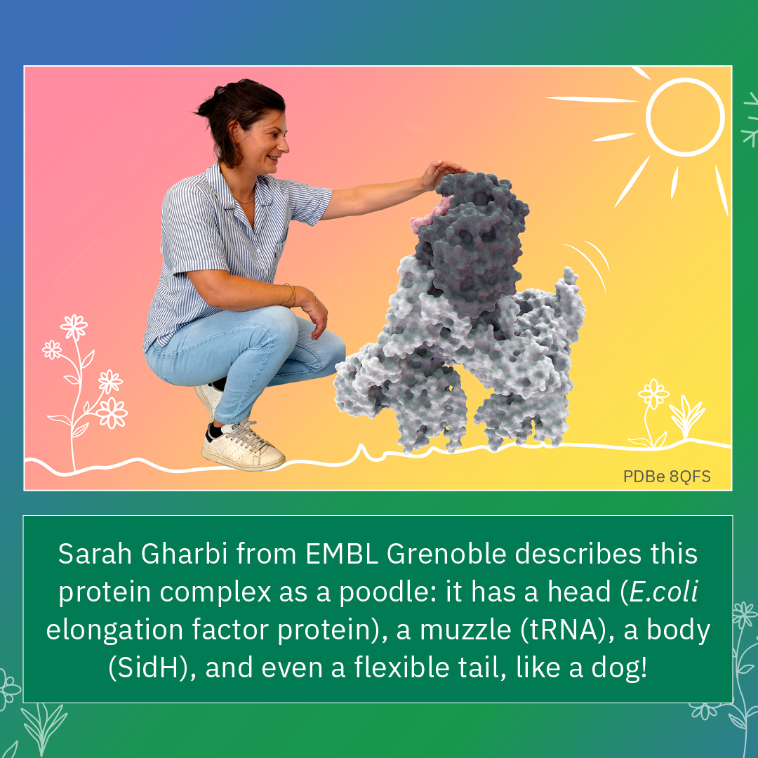 Science is full of wonder, creativity, and unexpected stories!

🌟 In this special series, EMBL scientists share their passion about proteins in stories full of curiosity and imagination.

👀 Join us in uncovering nature’s hidden structures: embl.org/news/tag/cute-…

1/2