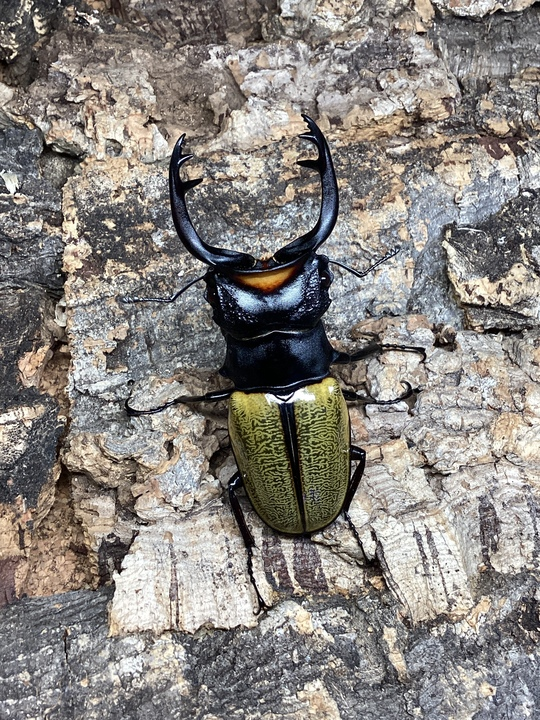 charm_insect's tweet photo. パダン産
スペクタビリスツヤクワガタ
75mm&amp;70mm https://t.co/GAEIcOcUGj