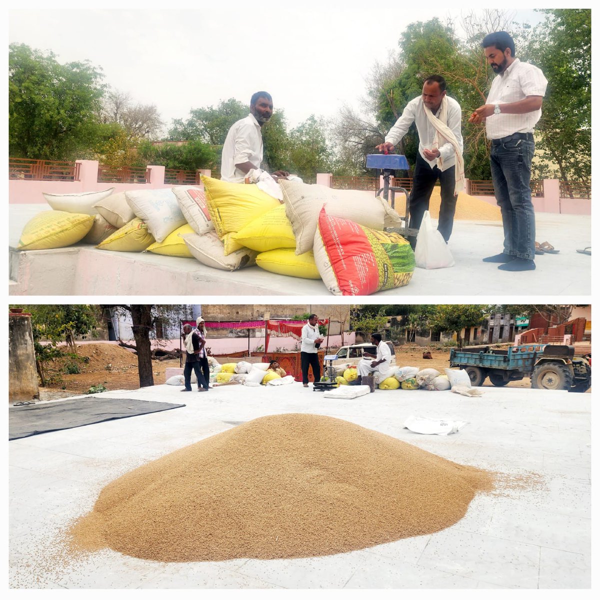 मंडल कार्यालय अलवर के अंतर्गत खरीद केंद्र मुंडावर (खैरथल तिजारा )पर आज दिनांक 10.04.2025 को खरीद कार्य का शुभारंभ हुआ ।