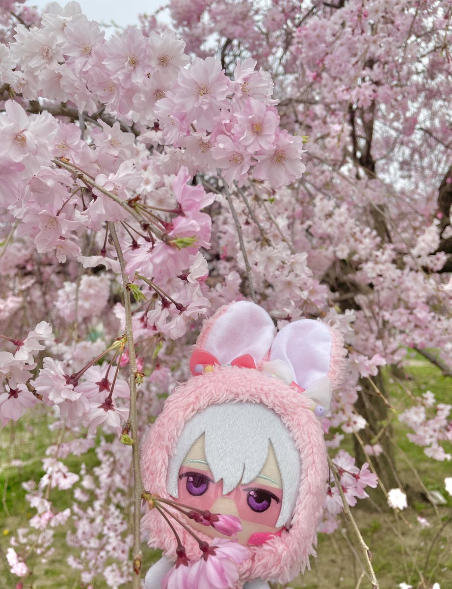 vipicopico's tweet photo. 🌸 https://t.co/Lqx4yy32lh