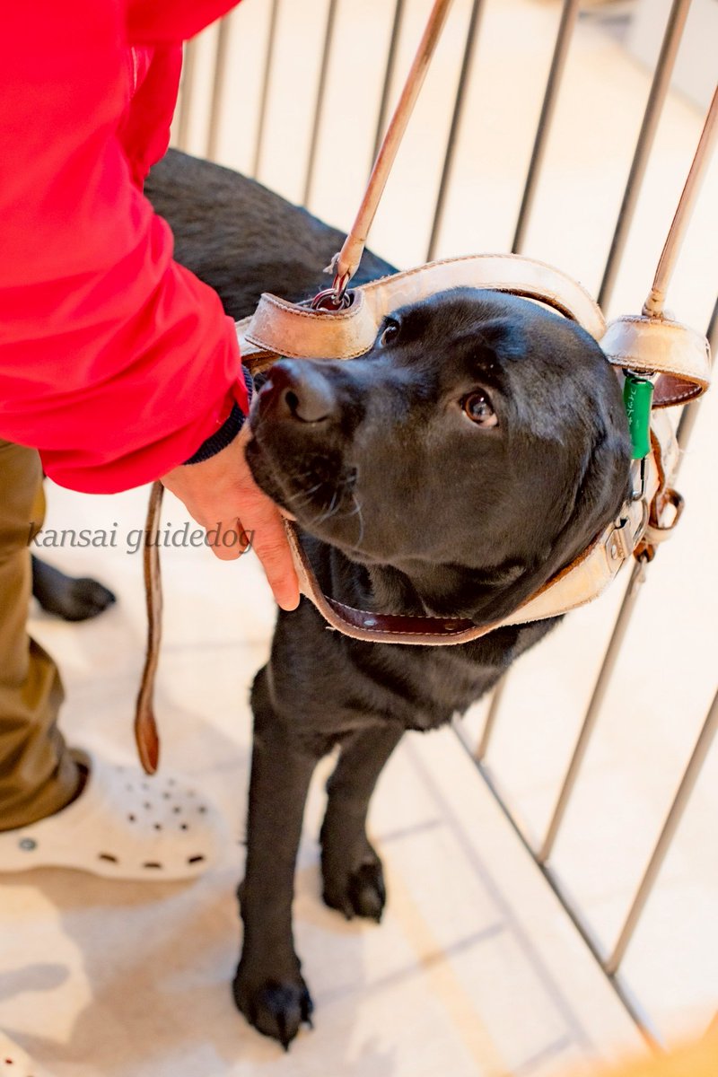 kansaiguidedog's tweet photo. ハーネス装着訓練の様子です☺️
しっかりと訓練士を見つめながら、自らハーネスに入ってくれました🌼 https://t.co/TIfvr7Wo1P