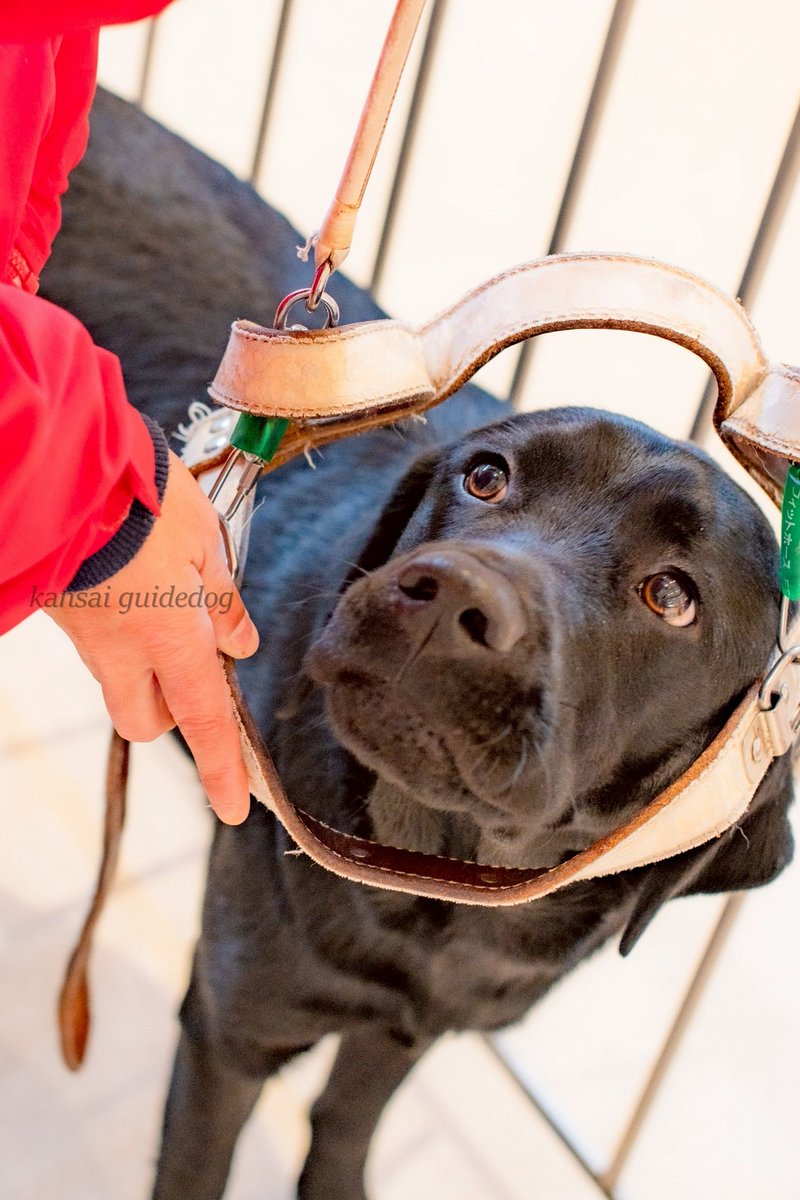 kansaiguidedog's tweet photo. ハーネス装着訓練の様子です☺️
しっかりと訓練士を見つめながら、自らハーネスに入ってくれました🌼 https://t.co/TIfvr7Wo1P