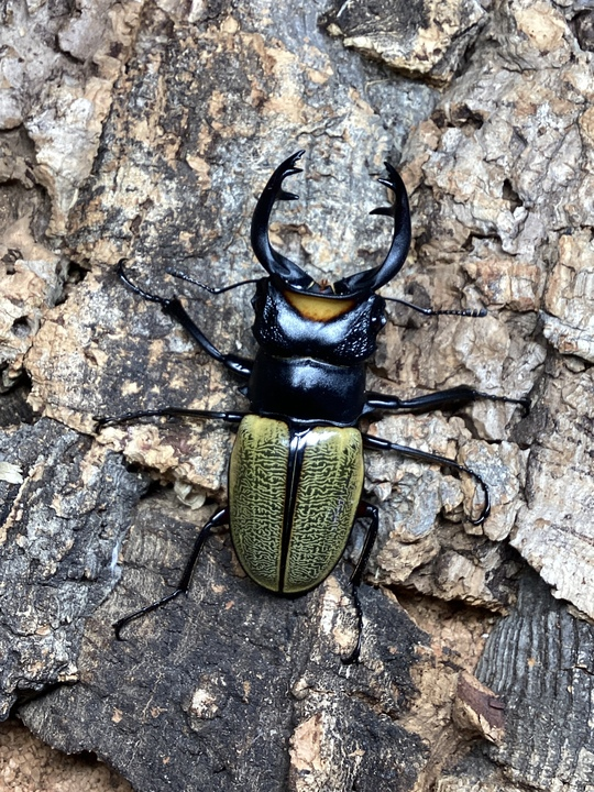 charm_insect's tweet photo. パダン産
スペクタビリスツヤクワガタ
75mm&amp;70mm https://t.co/GAEIcOcUGj