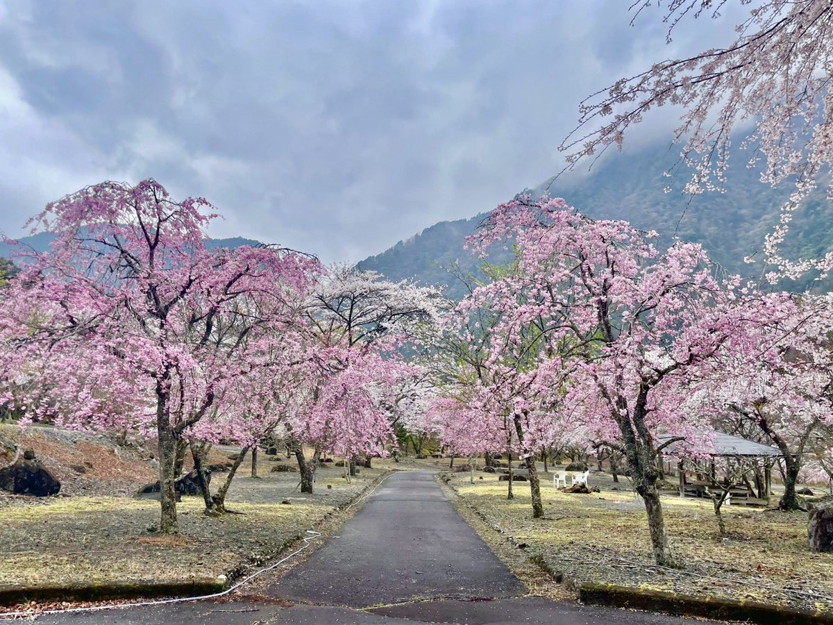 梅ケ島桜園の桜が見頃です🌸 明日から3日間ライトアップを行うそうです