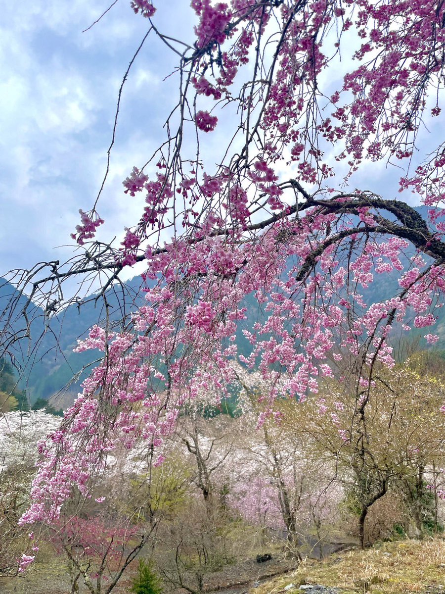 梅ケ島桜園の桜が見頃です🌸 明日から3日間ライトアップを行うそうです