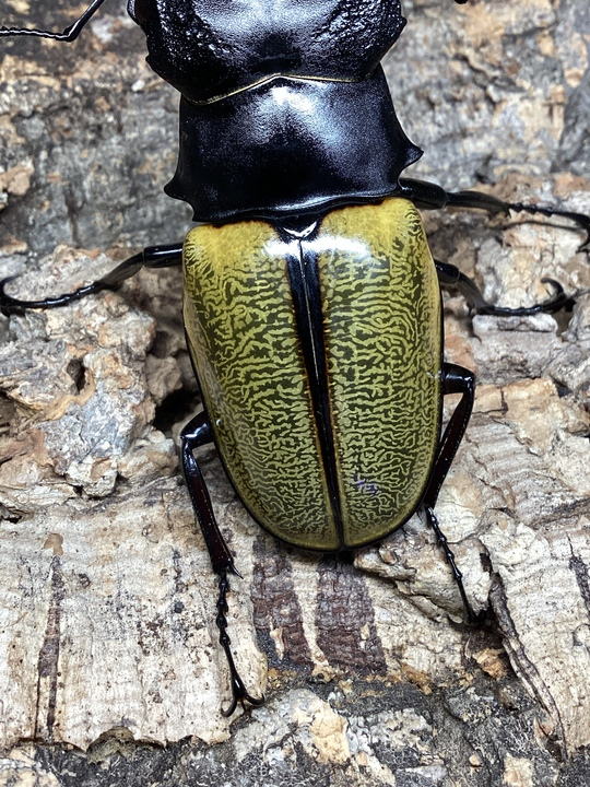 charm_insect's tweet photo. パダン産
スペクタビリスツヤクワガタ
75mm&amp;70mm https://t.co/GAEIcOcUGj