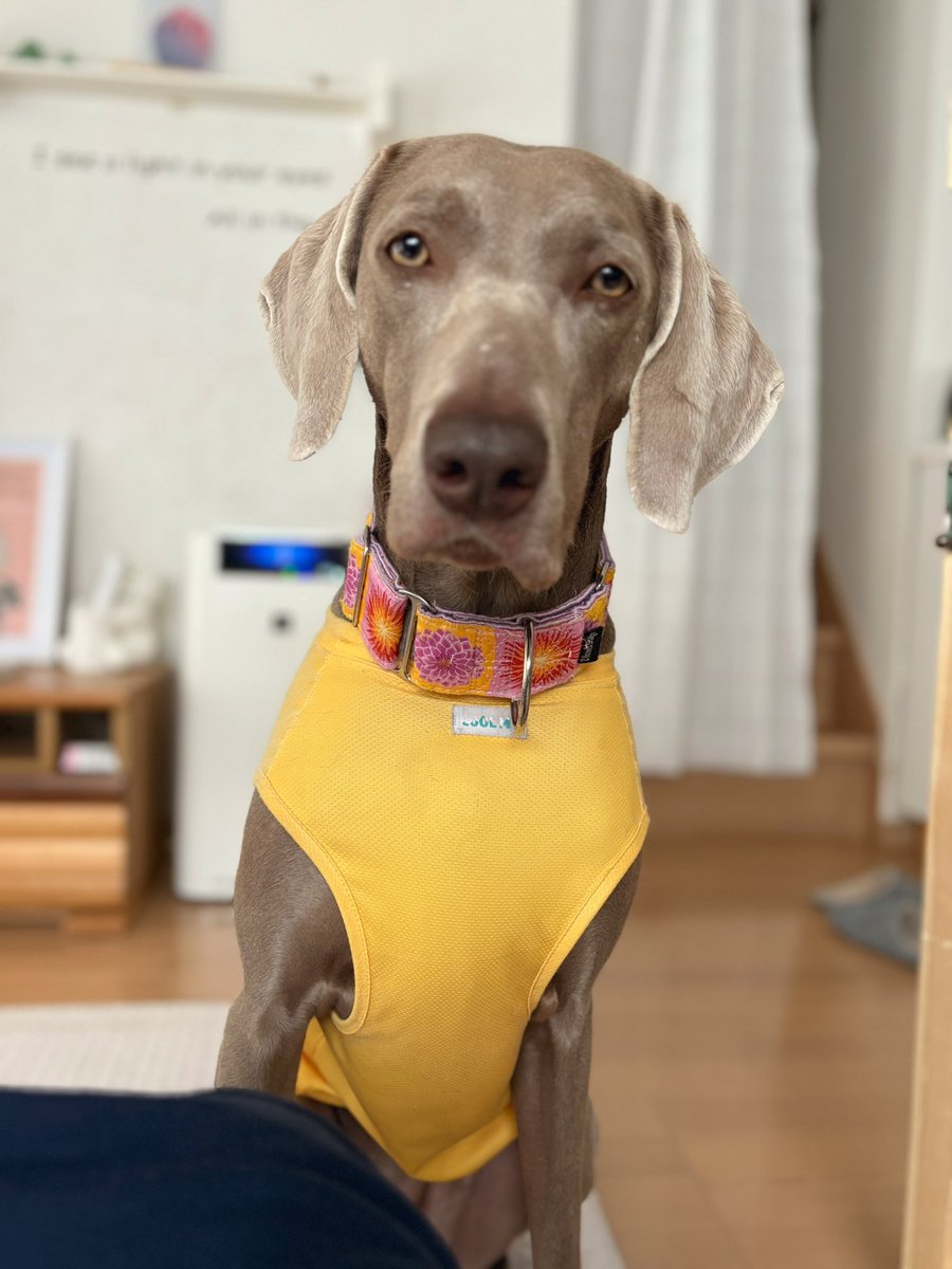weima215220311's tweet photo. 近い。。。😁
ただいまトレーナーさんきてもらって訓練中です🐶
#weima
#weimaraner
#ワイマ
#ワイマラナー https://t.co/1hJOIFX7wu