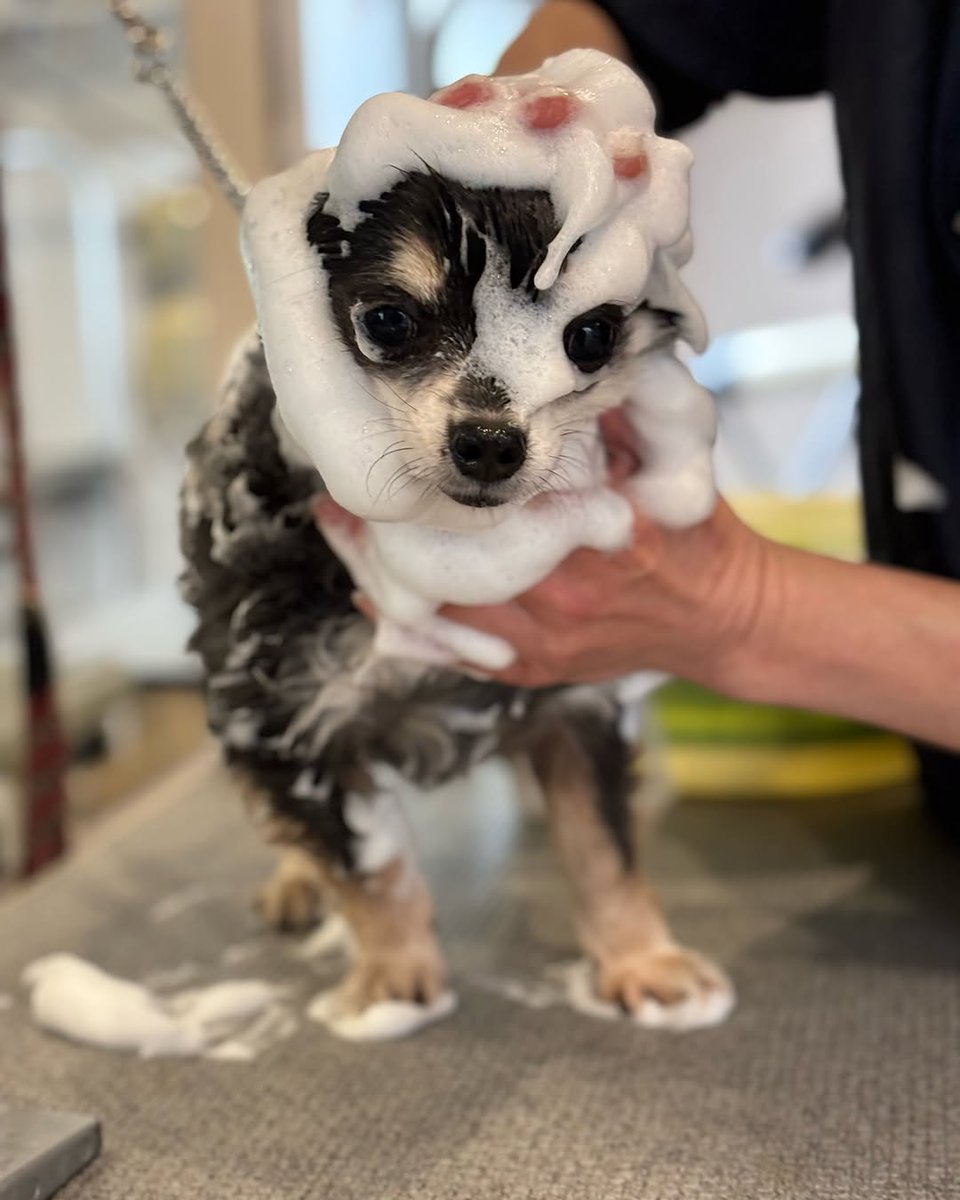 ラテスパペット【公式】 (@lateespa_pet) / Posts / X