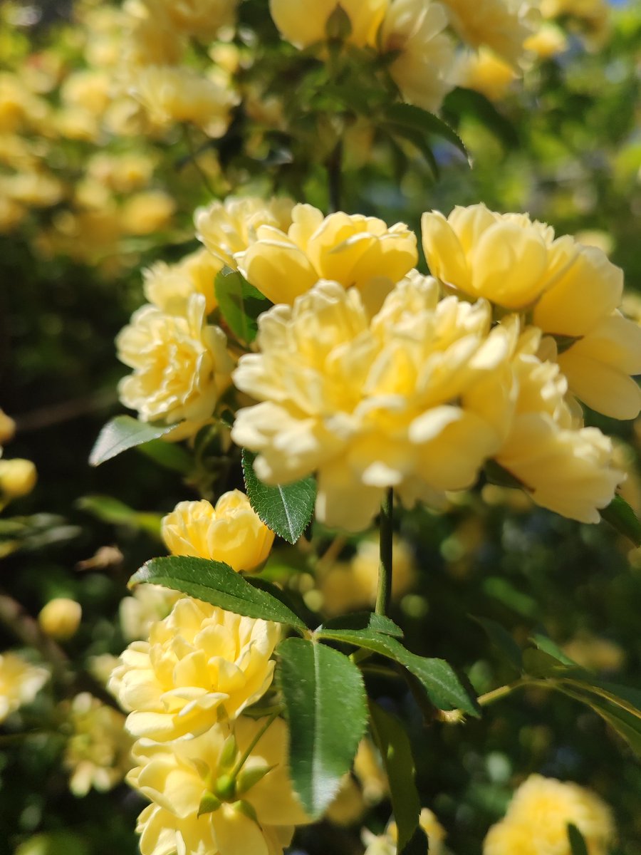 Güneş yine doğar, çiçekler açar,
Bazıları görmez, bazıları anlar…
Zaman usulca fısıldar kulağa,
Kimine bahar, kimine hazan.
#çanakkale #bahar