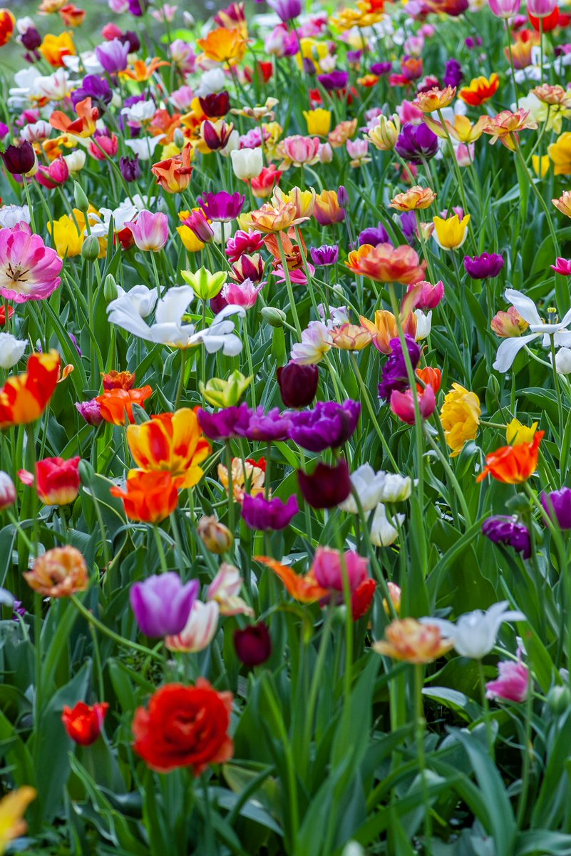 LuxembourgLU's tweet photo. Are you a fan of urban gardens, artistic landscape installations and innovative agricultural projects? From 7.5.-18.10., #LUGA - Luxembourg Urban Garden is the must-see event of 2025. 🌳🌷➡️ https://t.co/3smuOB4HEW
@CityLuxembourg @VilleEttelbruck
Photo: Yoksel Zok, Unsplash https://t.co/qNafoy8qC3