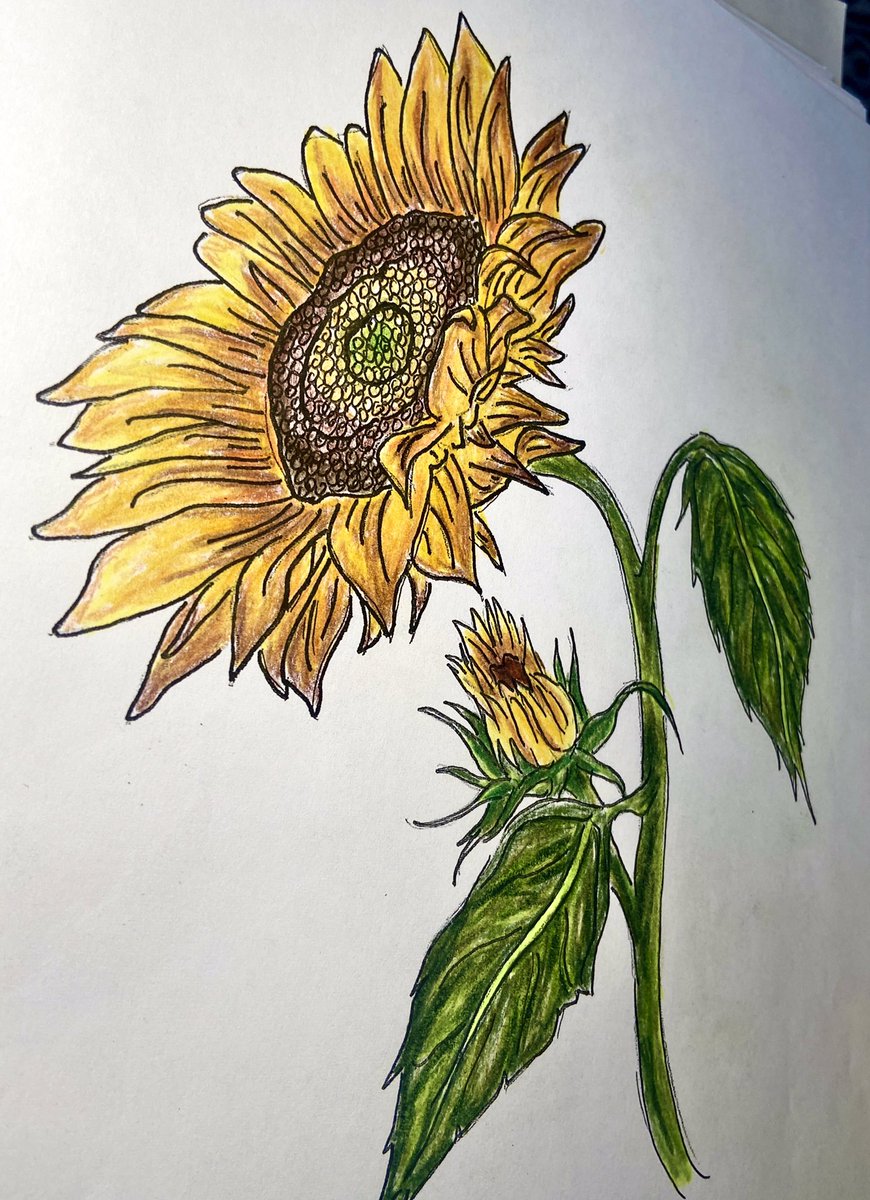 MsEntropy's tweet photo. Using a new technique on this commission: instead of using a single sheet of paper for the entire garden, I’m drawing plants individually, then and collaging for a textured, layered effect.
Here are some of my favorite singular pieces (pencil / black ink); forgive the shit lighting!
#art #artist #pencil #ink #flowers #nature #botany #venusflytrap #sanpedro #cactus #forgetmenot #sunflower
